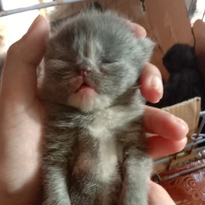 NHayati04's profile picture. 