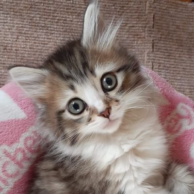 ハレ サイベリアン7ヶ月 今日も今日とてかわいい優勝 ハレスタグラム サイベリアンフォレストキャット サイベリアン Siberianforestcat Siberiancat Cat Catlife Catstagram ねこ ねこすたぐらむ こねこ こねのすたぐらむ にゃんすた