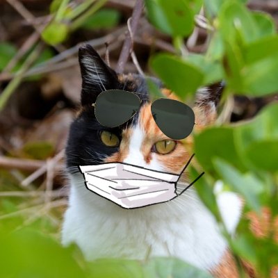 _okoge's profile picture. 