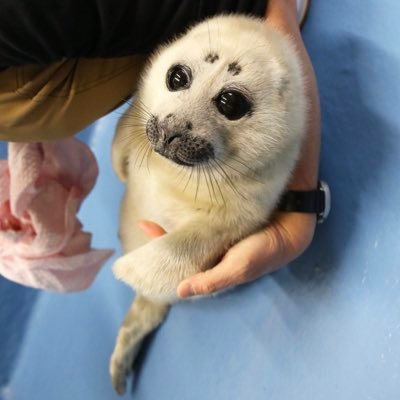 一般OLが三重県鳥羽市にある鳥羽水族館で爆誕したバイカルアザラシの赤ちゃん、ニコくんを見守るためだけに作成した愛あるアカウントです。