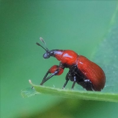 鳥と生態系観測/ Community Ecology/ Bird🐤 and eDNA🐠 data analysis