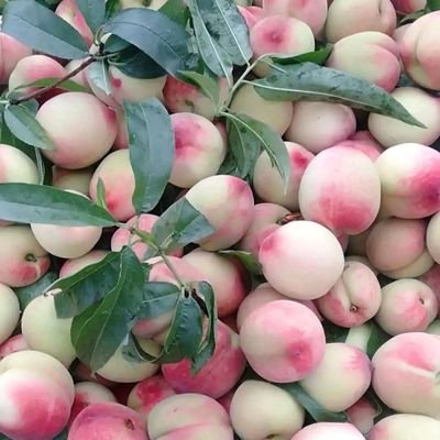 KundanVishwkar3's profile picture. एक वारकर