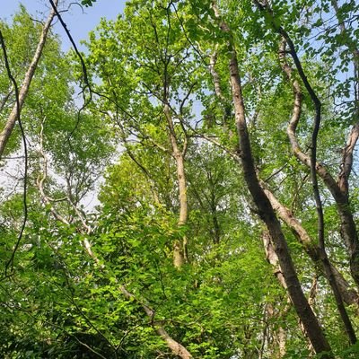 SeaforestF's profile picture. A Devon girl with Dartmoor in my heart and the sea in my soul. Feltmaker inspired by coast and countryside using earth friendly methods.