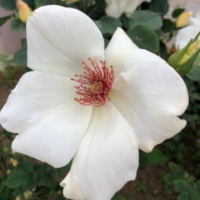 恋愛、婚活、男と女について語ります。男女の違い、男女の非対称な部分に興味あります。マッチングアプリ|恋愛工学|スト値アップ|アラフィフですが、30才の見た目と中身を目指してます!