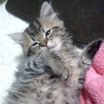 猫たちの成長記録とゲーム関連の投稿が多めなアカウント🐱🧶
ニノクロ「うーる工房」/ ODIN「おでん」/ HTW「-OZ-」