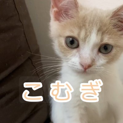 catkomugi0122's profile picture. 猫の「こむぎ」/スコティッシュ♀/ツンデレでビビり/2020年1月22日生/無言フォロー歓迎&失礼します!いいね!RT大変うれしいです!うれしすぎます!
※動画のロングバージョンはYoutubeで投稿中!
 チャンネル登録・高評価よろしくお願いします。