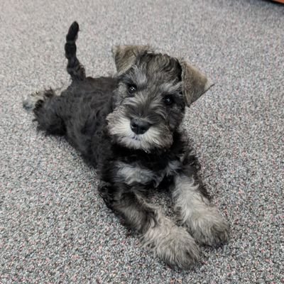 I've been told I'm a Miniature Schnauzer. I think I'm a furry person. I like food, walks, food, pats, food, running, and food. oh, and I also like food.