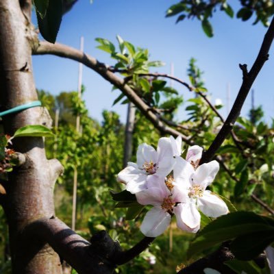 Biologisch fruitteeltbedrijf van der Aarde, teelt 🍐 en 🍎 in West-Friesland, dat is Noord Holland - touwtrekker BIO-NH- andere landbouw; het kan wel! 🌱🌍