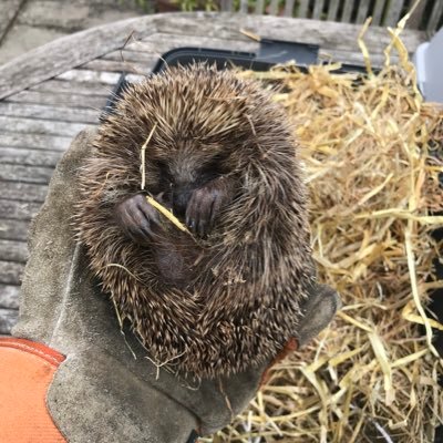 NW London Hedgehogs was set up in 2019 in association with Tiggywinkles to help reintroduce hedgehogs to NW London as part of bringing back native species