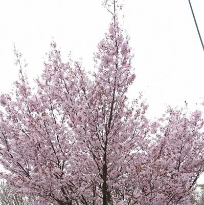 ymmgktwst3T's profile picture. 20↑twst用垢。基本見る専。まんまと沼に転げ落ちました……。監受けが好きですが、恋愛以外では1年組で仲良くワチャワチャしているのが好きです。無言フォロー失礼いたします。現在♣🐺🦁♥♠中心に箱推しです。