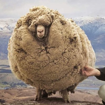 sedivaovecka's profile picture. Long-term focused equity fund manager (Bloomberg: SCSTOPS CP) - biotech tweets are my own opinions - 'Difficult to see, always in motion the future is...'(Yoda)