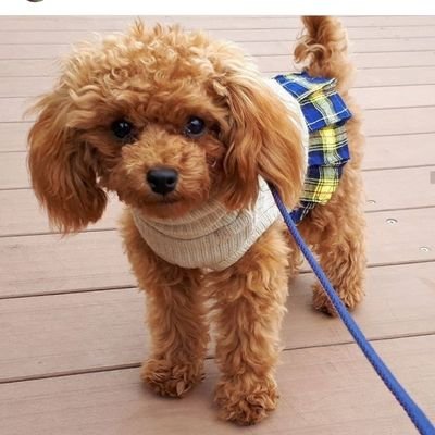 ワンちゃん三姉妹🐶🐶🐶の多頭飼いで、賑やかに楽しい毎日を過ごしてます🎵

♀クラリス（チワプー）2018.12.18生
♀ベル（チワプー）2019.03.19生
♀ミーナ（タイニープードル）2019.10.15