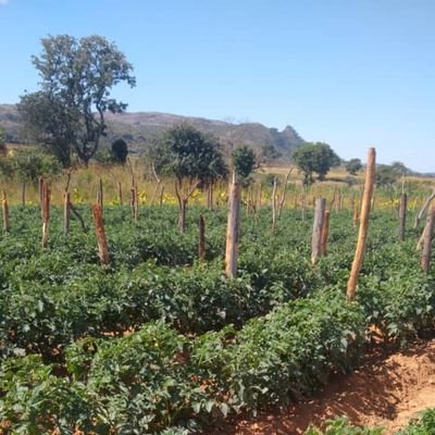 ChiparaJohn's profile picture. We rise by lifting others