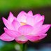 🌷南の蓮の花🌷安倍さんへ感謝合掌🌺 (@haibisukasu3150) Twitter profile photo 🌷南の蓮の花🌷安倍さんへ感謝合掌🌺 (@haibisukasu3150) Twitter profile photo