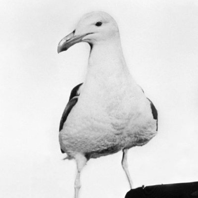 mega copine avec mon microbiote. jaime les mouettes et d’autres trucs