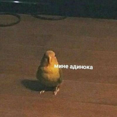 l0xwYrcGbppGMeM's profile picture. туц тудуц