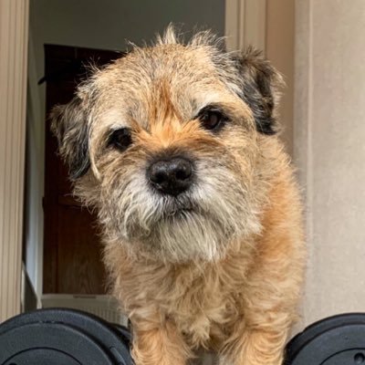 A funny little bear who lived his life to the full. Went OTRB 31.05.2020 💕🌈#BTPosse 🐶