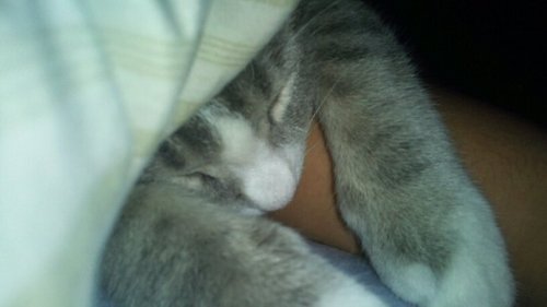 KittyKurtColfer's profile picture. Meow,I'm Kurt Emmanuel Colfer-Gray. I live with Cessauation and he cleans my cat box while I give him fresh stuff ;)meow. Catnip is the best, MEOOOOWWWWW