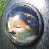 Chippy_the_Cat (@catchippy) 's Twitter Profile Photo Chippy_the_Cat (@catchippy) 's Twitter Profile Photo