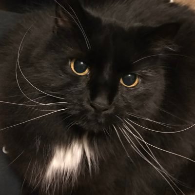 1JanEllenB's profile picture. One smart gal that moved to Thread and Blue Sky. Happy to leave this Cesspool!!!