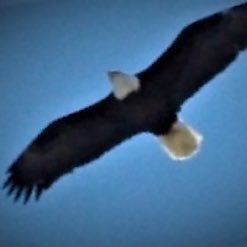 mountainwriter1's profile picture. Wife and Mother, committed to Faith, Family, and Freedom 🇺🇸