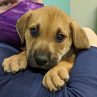 @BenTheElder's adorable rescue hound 🐕 from https://t.co/iknfm9BH9c ❤️
