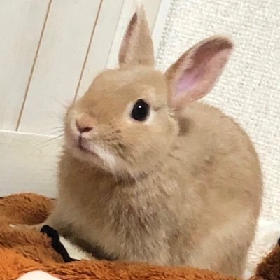 ふわふわうさぎのもふさんです。初めてうさぎを飼い始めて早一年🥕うさぎを愛してやまない飼主です。毎日の癒し🐰 大好物はリンゴ🍎の枝🌲2019.5.3🎂