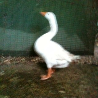 We're a group of volunteers who rescue domestic geese who have been dumped, neglected or abused.We rehome after veterinary care