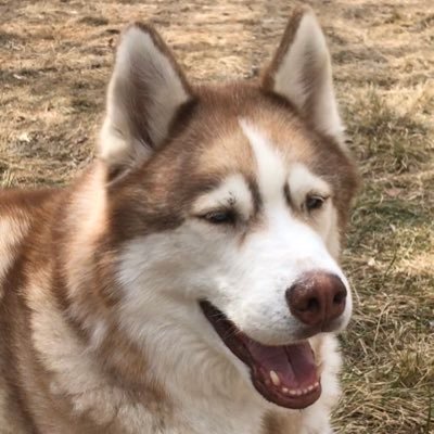 NorthWolfhound's profile picture. 