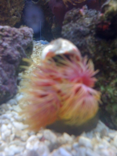 waterfordmarine's profile picture. Hi There.
This is a new site for saltwater tanks.
Please feel free to post your tank photos and videos here.