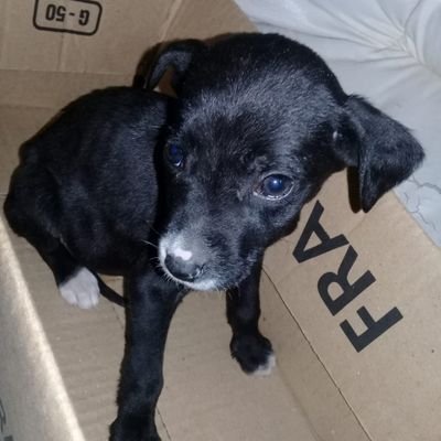 adopcionestw's profile image