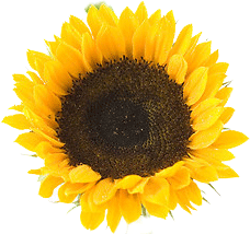 wordsofwisdom's profile picture. The Wisdom of Zie Mental Art & the Universe.   Downloading, assembling, & transmitting universal wisdom 2 anyone who wants 2 hear the whispers (shouts)!