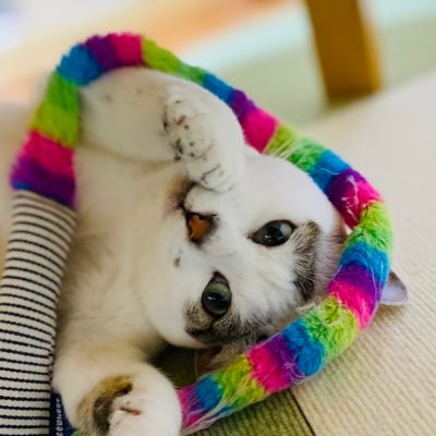 odecosawol's profile picture. 2023年2月に「花郎」を見てミノくん🔥🐿️🔥が大好き😘になった(年齢は立派な大人だけど)シャヲル3年生🐣ﾋﾟﾖ💎韓国語を必死🔥に勉強中📖 猫も大好き🩵🐈