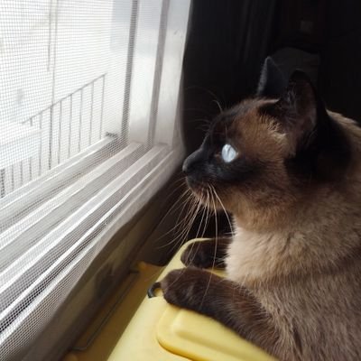 Renata_csilva74's profile picture. Publicitaria por profissão. Designer de mídia online e impressa. Amante das artes em geral. Amo meus gatos. 😻