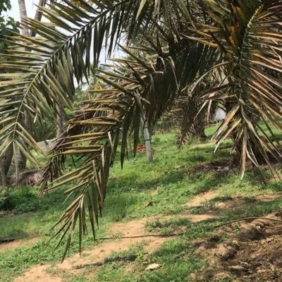 ThomasArulMaria's profile picture. 