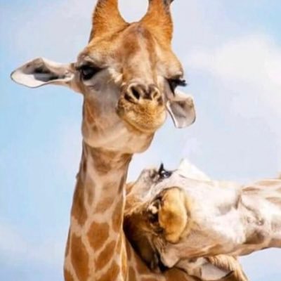 aila1695's profile picture. 🇫🇷