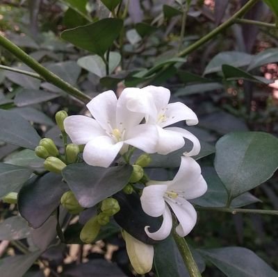 avijit87_dey's profile picture. 