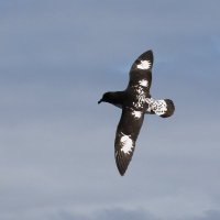 AustralasianSeabirds(@AUS_NZ_Seabirds) 's Twitter Profile Photo