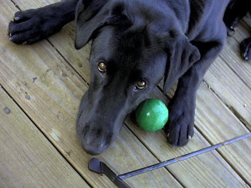 A heavenly dog with a healthy interest in food!