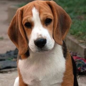 Beagle_lovr Profile Picture