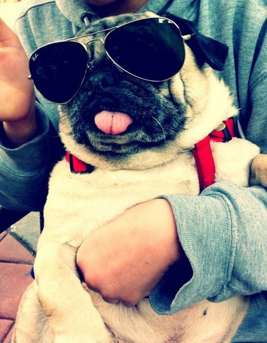 I'm an Upper East Side Pug living the dream - eating, relaxing, and playing - and of course being loved