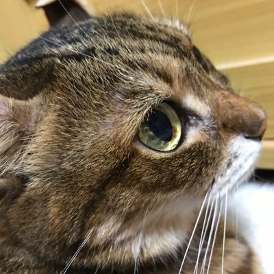 femmefatalecoco's profile picture. ねこ🐈旅行🛩️映画動画📺が好き。直系長子による皇位継承🌟、天皇家常陸宮家三笠宮家(信子様)高円宮家「だけの」存続を強く願っています。未だXに不慣れな上マメではなくほぼ返信ばかりですが、自分の中でその念いは根強いです。無言フォローお許し下さい。