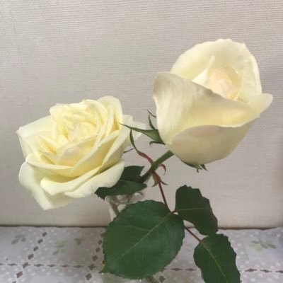 rikorin5420's profile picture. 株主優待生活にはまってる宅建士です♪ 物価高に打ち勝つ強い味方「株主優待」テレビ大阪 #やさしいニュース で放送されました📺