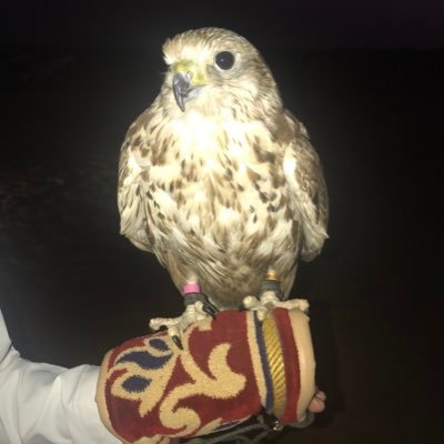 morayo007's profile picture. Simple