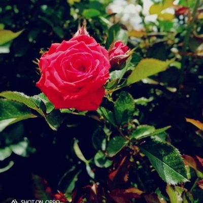 DarlingPriya4's profile picture. 