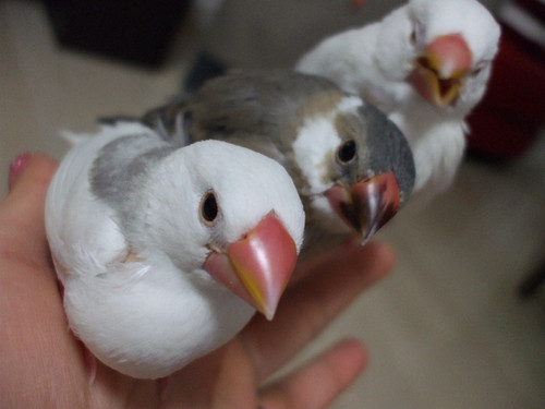 コザクラインコとお酒キラキラ世界❤
ゆるっとスタンス決め込んだ筈が何故かまた沼に足…