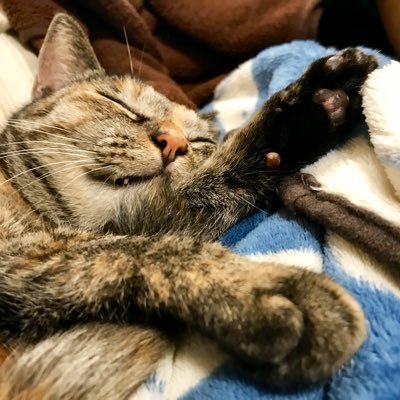 専業主婦。2019年10月15日〜麦わら猫の保護猫、琥珀さん（譲渡時1歳3ヶ月。現在5歳の女の子）と生活。サビ猫ちゃん、可愛いなぁ🥰 両側卵管閉塞、体外受精8回経て妊娠出産しました。ガラスに興味があり、とんぼ玉を習い始めました。https://t.co/ExDpuLg7s6