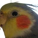 Roger Endicott - @cockatielman - Twitter