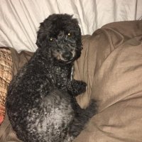 Tyler Jung (@blogboy92) 's Twitter Profile