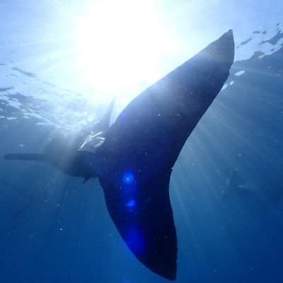 海外旅行、動物、お魚好きです。
アイコンは、セブに行った時のジンベイ鮫と泳いだ時の写真です。
気ままに生きていきたいです。
美味しいもの、お酒、好きです！

らくだのスタンプ販売しています😄
よろしくお願いします。

#RAKUDA
#ラクダ
#ラインスタンプ